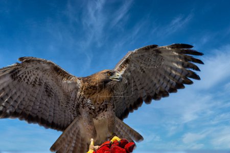 Saker Falcon Falco cherrug. Bel et majestueux oiseau de proie. Roi des cieux.