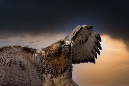 Close up portrait of a Falcon  Falco cherrug.Beautiful and majestic bird of prey.