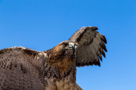 Retrato de cerca de una cereza Falco Falco.Hermosa y majestuosa ave de presa.