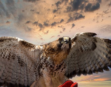 Close up portrait of a Falcon  Falco cherrug.Beautiful and majestic bird of prey.