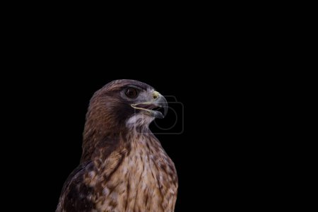 Saker Falcon Falco cherrug. Hermosa y majestuosa ave de presa. Rey de los cielos.