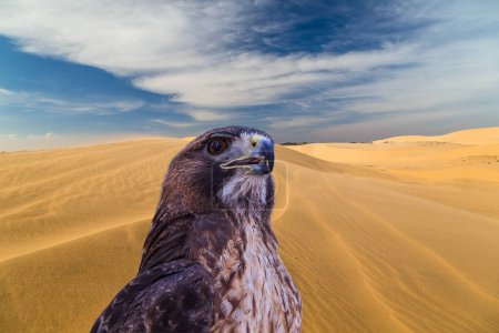 Saker Falcon Falco cherrug. Hermosa y majestuosa ave de presa. Rey de los cielos.