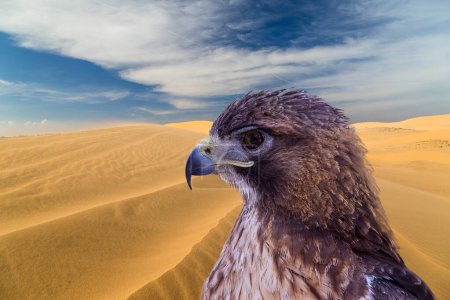 Retrato de cerca de una cereza Falco Falco.Hermosa y majestuosa ave de presa.