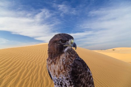 Saker Falcon  Falco cherrug. Beautiful and majestic bird of prey. King of the skies.