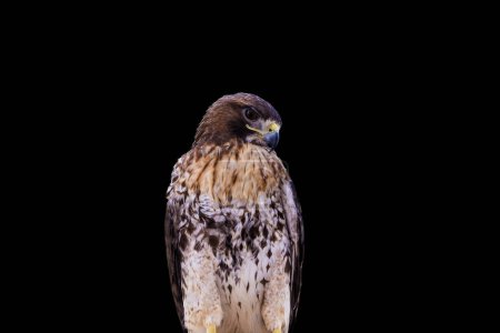 Saker Falcon Falco cherrug. Schöner und majestätischer Greifvogel. König der Lüfte.