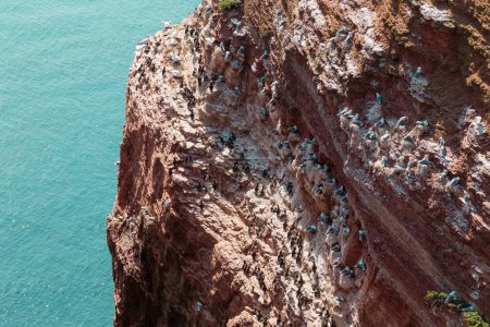 Foto de Acantilados rojos y formación de rocas en la isla de Heligoland. Heligoland es una reserva natural, se encuentra en el centro del Mar del Norte y pertenece a Alemania. - Imagen libre de derechos