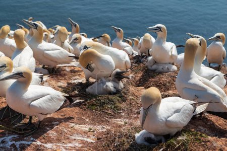 Portrait of Gannets on the red cliffs of the island of Heligoland. North sea, Germany.