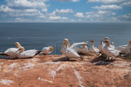 Téléchargez les photos : Portrait de Gannets sur les falaises rouges de l'île d'Heligoland. Mer du Nord, Allemagne. - en image libre de droit