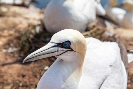 Portrait of Gannets on the red cliffs of the island of Heligoland. North sea,Germany.