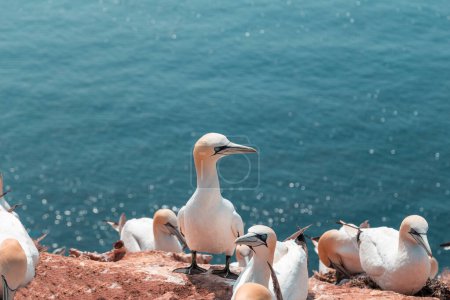 Portrait of Gannets on the red cliffs of the island of Heligoland. North sea. Germany.