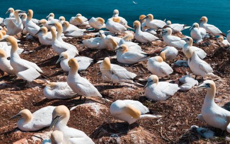Nesting Gannets on the red cliff of the island Heligoland. North sea, Germany.