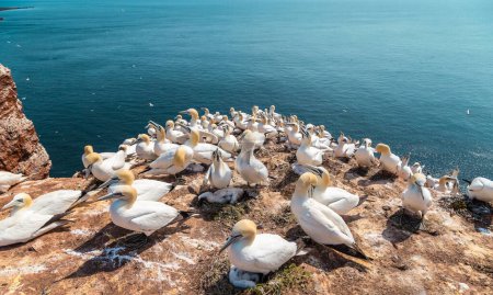Foto de Nesting Gannets on the red cliff of the island Heligoland. Mar del Norte, Alemania. - Imagen libre de derechos