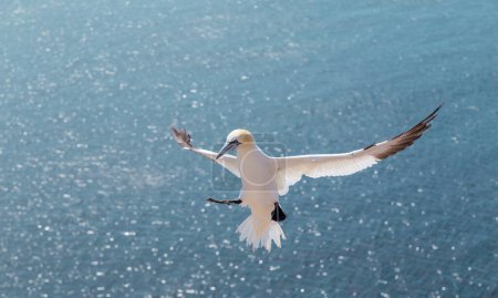 Northern gannet lands on the montain cliff on the island of Heligoland. North sea. Germany.