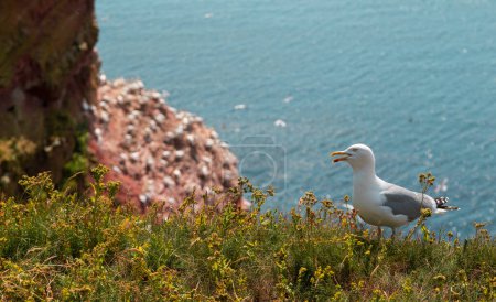 A European Seagull sits on the edge of cliff on the island Heligoland. North sea. Germany.