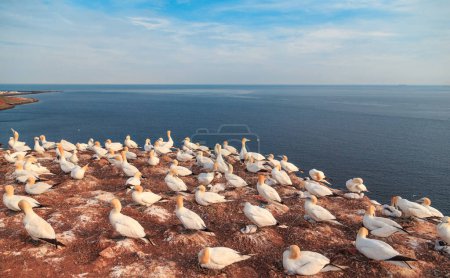 Nesting Gannets on the red cliff of the island Heligoland. North sea. Germany.
