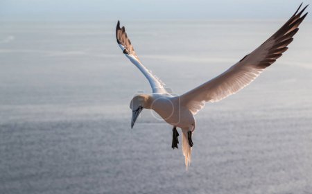 Northern gannet lands on the montain cliff on the island of Heligoland. North sea. Germany.