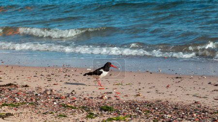 Oystercatcher on the north beach of the island of Heligoland lookingfor food. North sea. Germany.