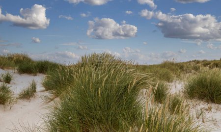 Arena duna y duna de hierba en la playa norte de la isla de Heligoland. Mar del Norte. Alemania.