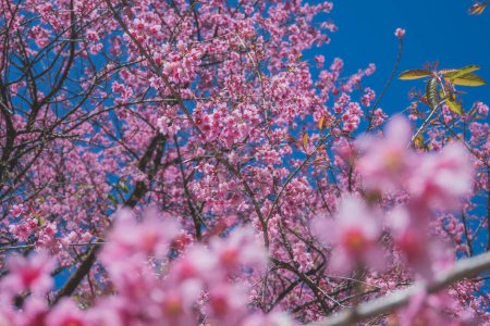 Photo for Beautiful cherry blossom with blue sky a sunny day, Chiang Mai, Thailand, soft focus - Royalty Free Image
