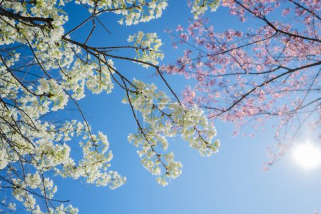 Téléchargez les photos : Beautiful cherry blossom with blue sky a sunny day, Chiang Mai, Thailand, soft focus - en image libre de droit