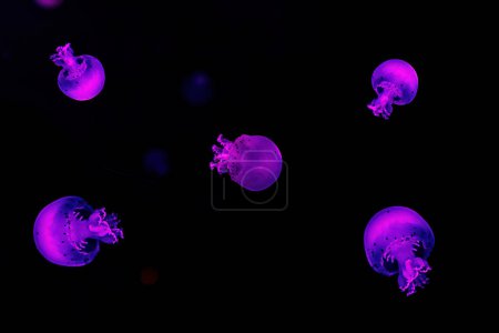 Foto de Macro fotografía bajo el agua cañón bola medusas de cerca - Imagen libre de derechos