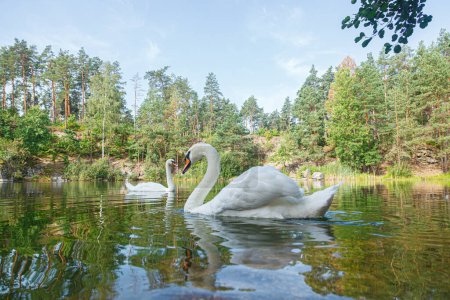Photo for Beautiful lake with a canyon on which swans swim with a blue sky close up - Royalty Free Image
