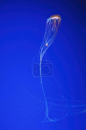 Foto de Macro photography underwater northern sea nettle or brown jellyfish jellyfish close-up - Imagen libre de derechos
