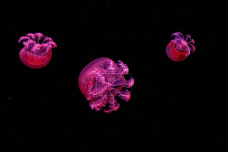Téléchargez les photos : Macro photographie sous-marin rhizostoma luteum méduses fermer - en image libre de droit