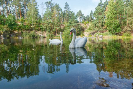 Photo for Beautiful lake with a canyon on which swans swim with a blue sky close up - Royalty Free Image