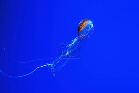 Téléchargez les photos : Macro photography underwater northern sea nettle or brown jellyfish jellyfish close-up - en image libre de droit