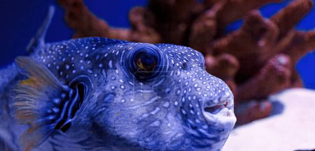 Foto de Macro photography underwater pufferfish gray close up - Imagen libre de derechos