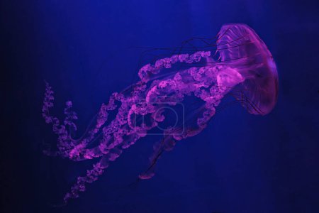 Téléchargez les photos : Macro tir sous l'eau chrysaora plocamia méduses gros plan - en image libre de droit