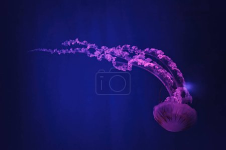 Téléchargez les photos : Macro tir sous l'eau chrysaora plocamia méduses gros plan - en image libre de droit