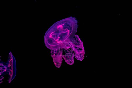 Foto de Tiro macro Medusa Mastigias papua bajo el agua de cerca - Imagen libre de derechos