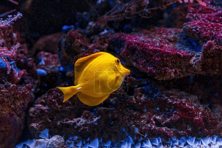 Foto de Underwater shot of fish Zebrasoma flavescens close up - Imagen libre de derechos