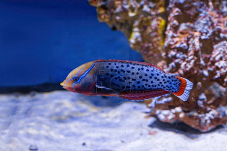Téléchargez les photos : Plan sous-marin de poissons Coris aygula gros plan - en image libre de droit