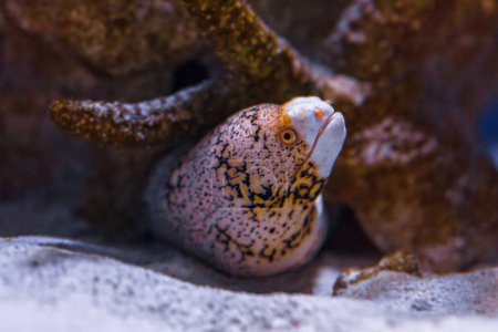 Foto de Inyección submarina de peces Echidna nebulosa de cerca - Imagen libre de derechos