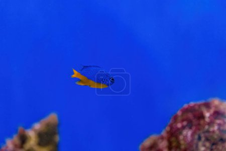 Photo for Underwater shot of fish Chrysiptera hemicyanea close up - Royalty Free Image