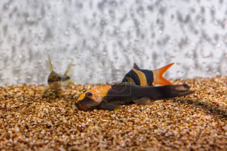 Photo for Underwater shot of fish Chromobotia macracanthus close up - Royalty Free Image