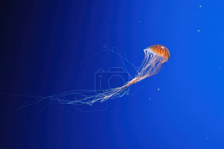 Téléchargez les photos : Macro photography underwater northern sea nettle or brown jellyfish jellyfish close-up - en image libre de droit