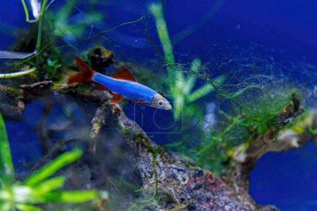Foto de Inyección submarina de un pez labeo frenatus glofish de cerca - Imagen libre de derechos