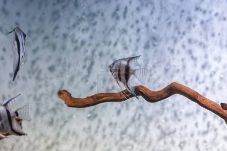 Photo for Underwater shot of fish pterophyllum scalare altum close up - Royalty Free Image