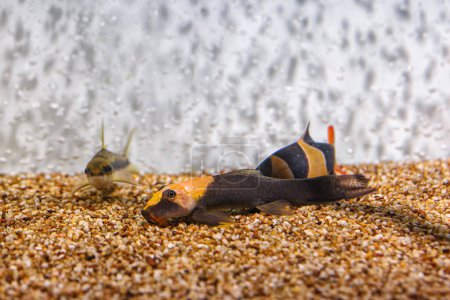 Photo for Underwater shot of fish Chromobotia macracanthus close up - Royalty Free Image