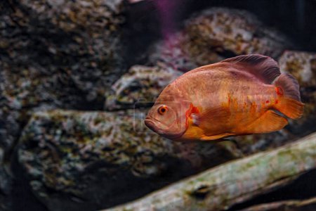 Foto de Underwater photography of Oscar fish (fish) close-up - Imagen libre de derechos