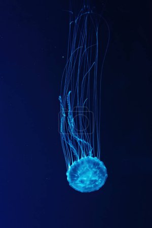 Téléchargez les photos : Plan macro de Chrysaora quinquecirrha sous-marin gros plan - en image libre de droit