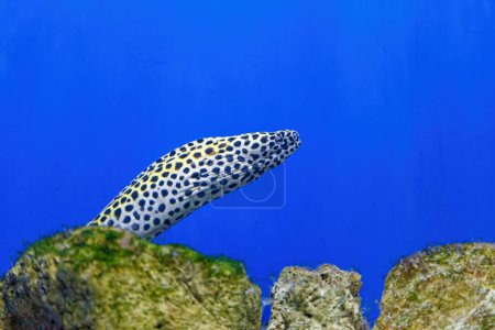 Photo for Underwater shot of Gymnothorax favagineus fish close up - Royalty Free Image