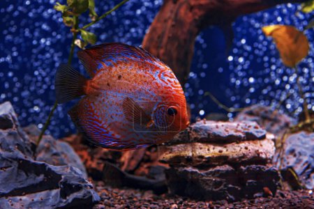 Photo for Underwater shot of Symphysodon fish close-up - Royalty Free Image