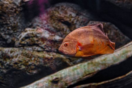 Foto de Underwater photography of Oscar fish (fish) close-up - Imagen libre de derechos