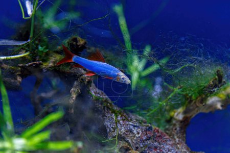 Foto de Inyección submarina de un pez labeo frenatus glofish de cerca - Imagen libre de derechos