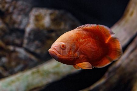 Téléchargez les photos : Underwater photography of Oscar fish (fish) close-up - en image libre de droit
